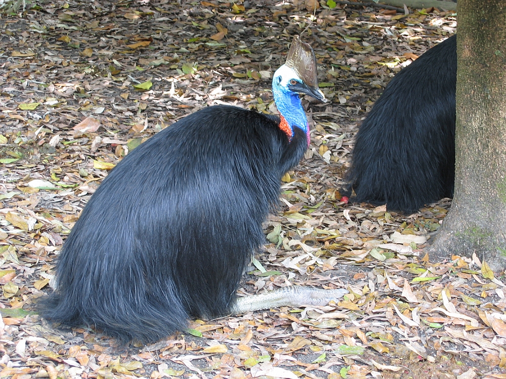137 Cairns Tropical Zoo.jpg